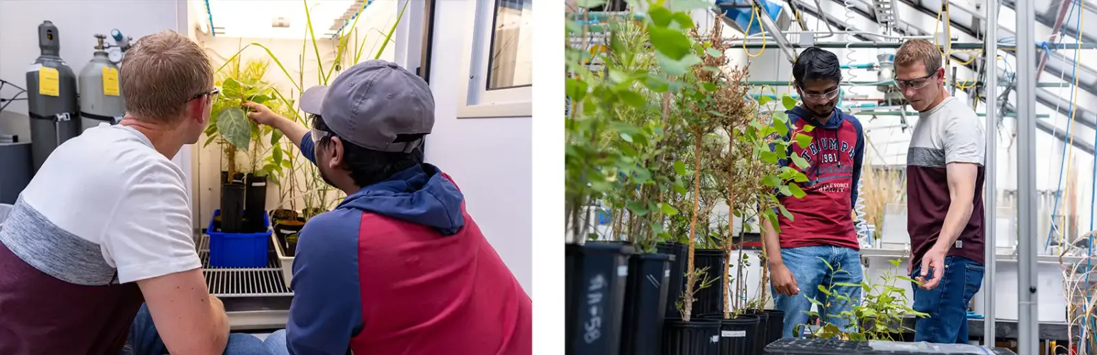 Duas pessoas tocam e examinam uma planta sob luz; duas pessoas estão em uma estufa.